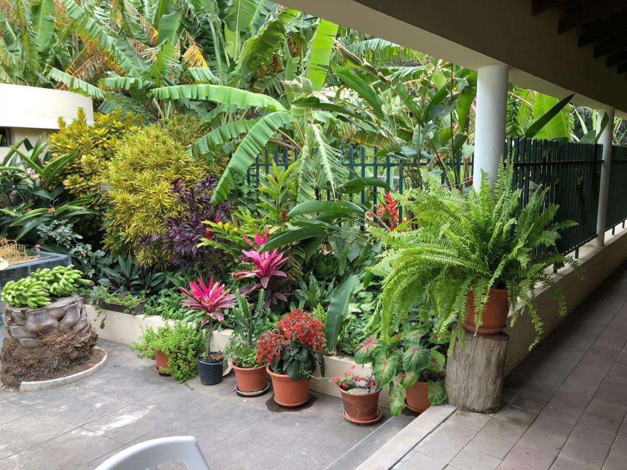 Ribeira Grande Country House Cha de Arroz エクステリア 写真